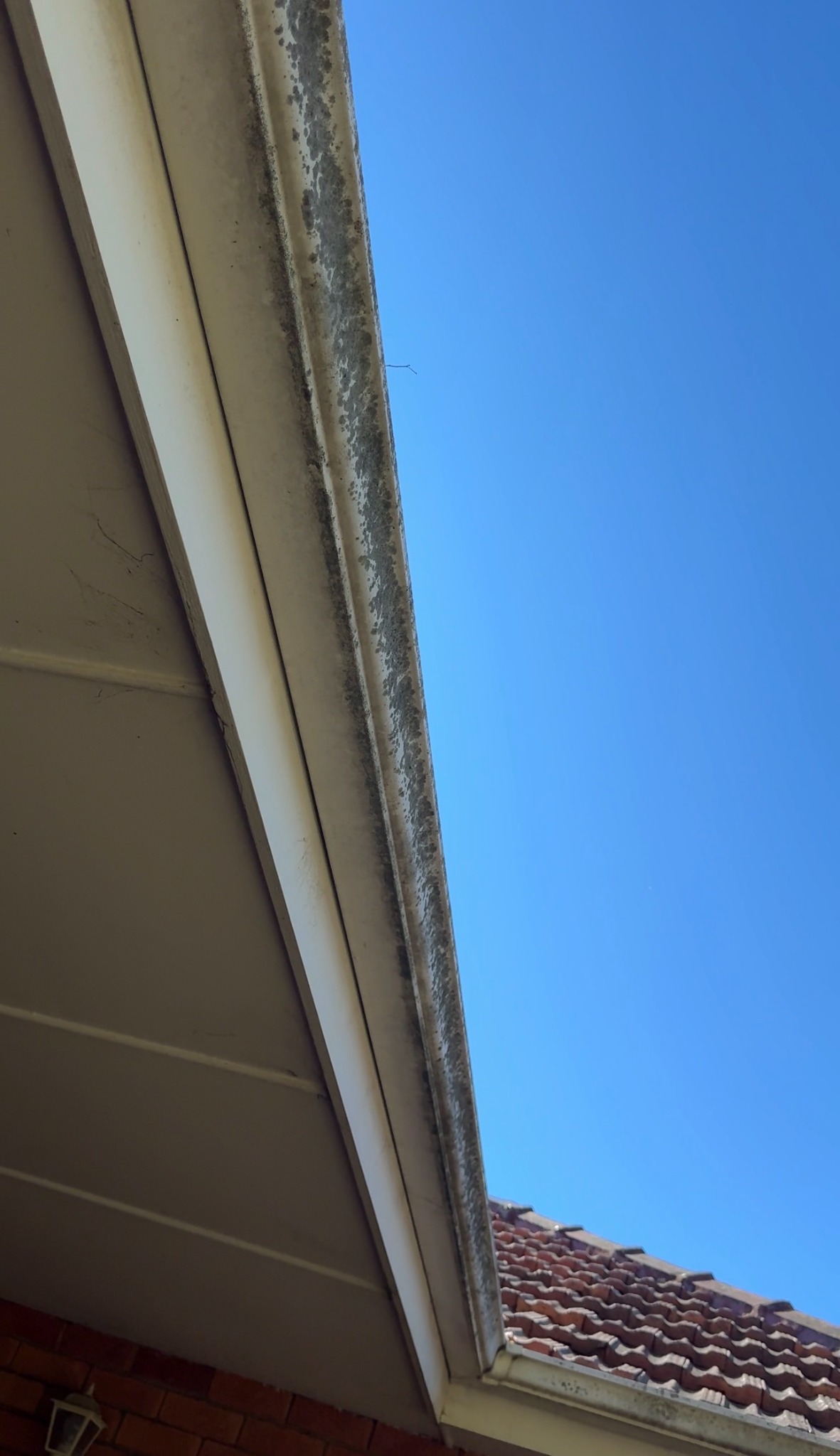 Mould-covered gutter before cleaning